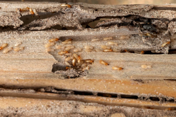 Best Mosquito Control Services  in Platte, SD
